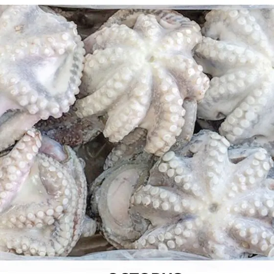 Squid & Octopus
