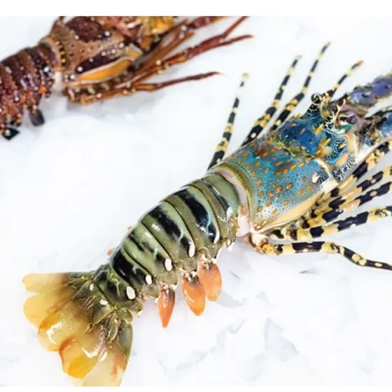 Crustaceans & Molluscs