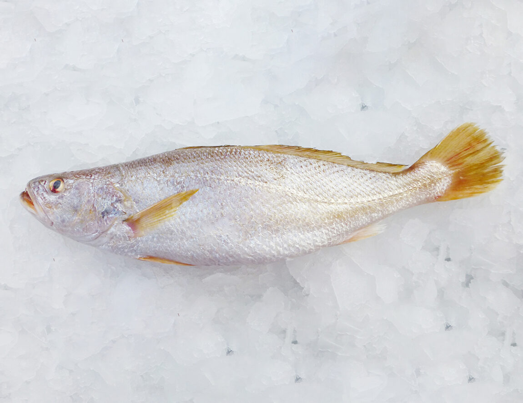 Alpha-Seafood-Yellow-Croaker-1150x885.webp