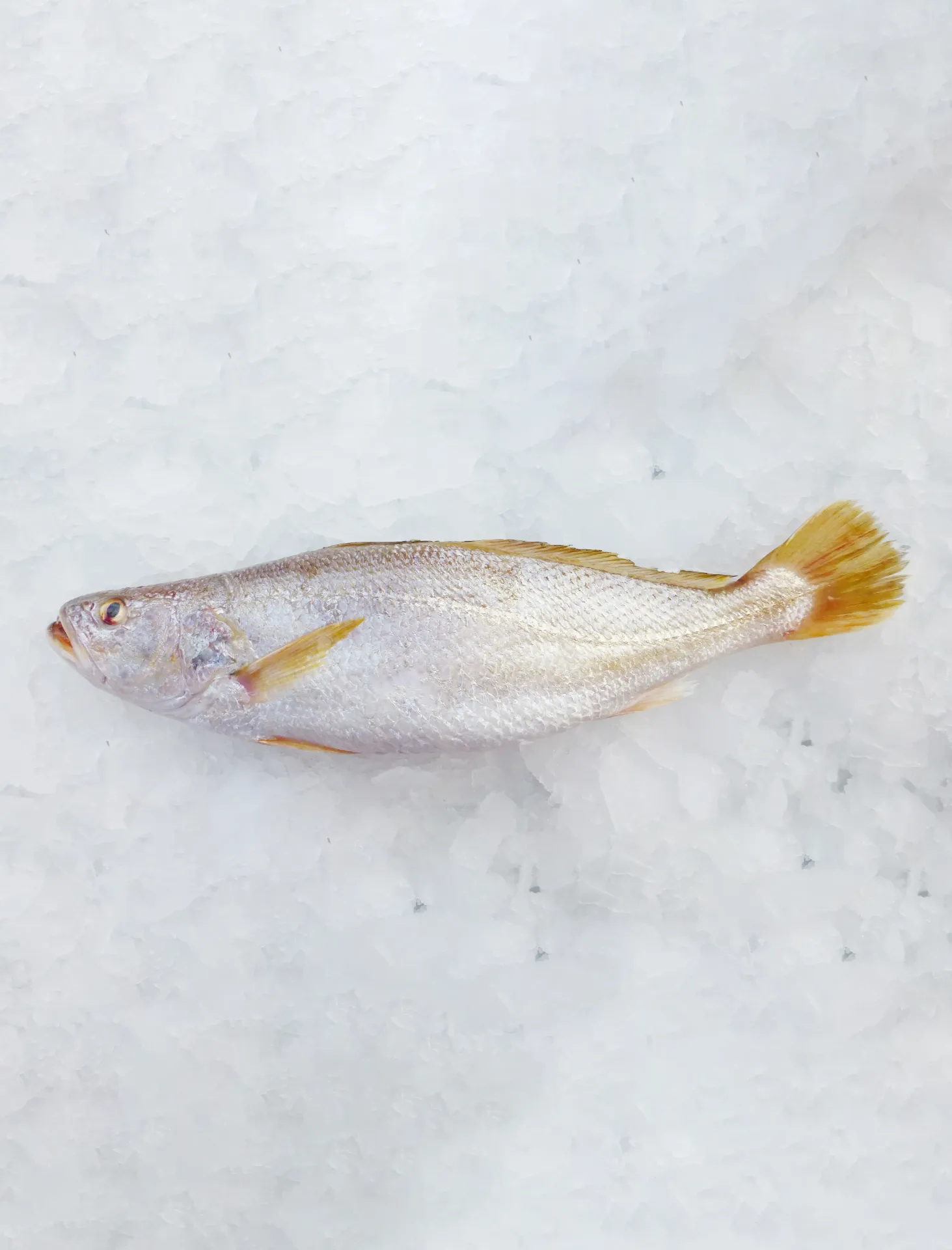 Khufadi (Yellow Croaker)