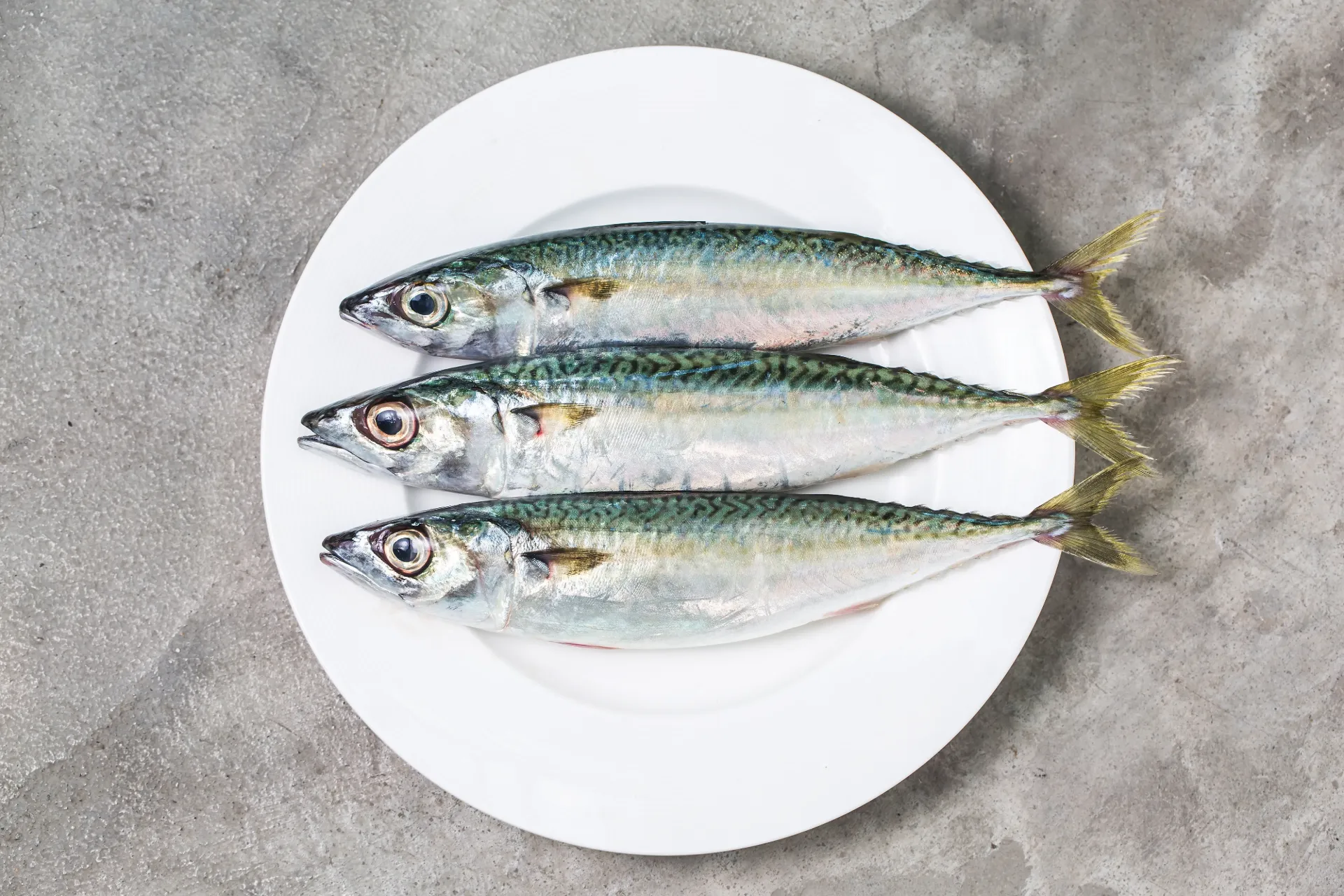 [SFW001] Pacific Mackerel - Japan