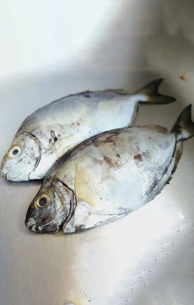 [SFW025] Parrot Fish