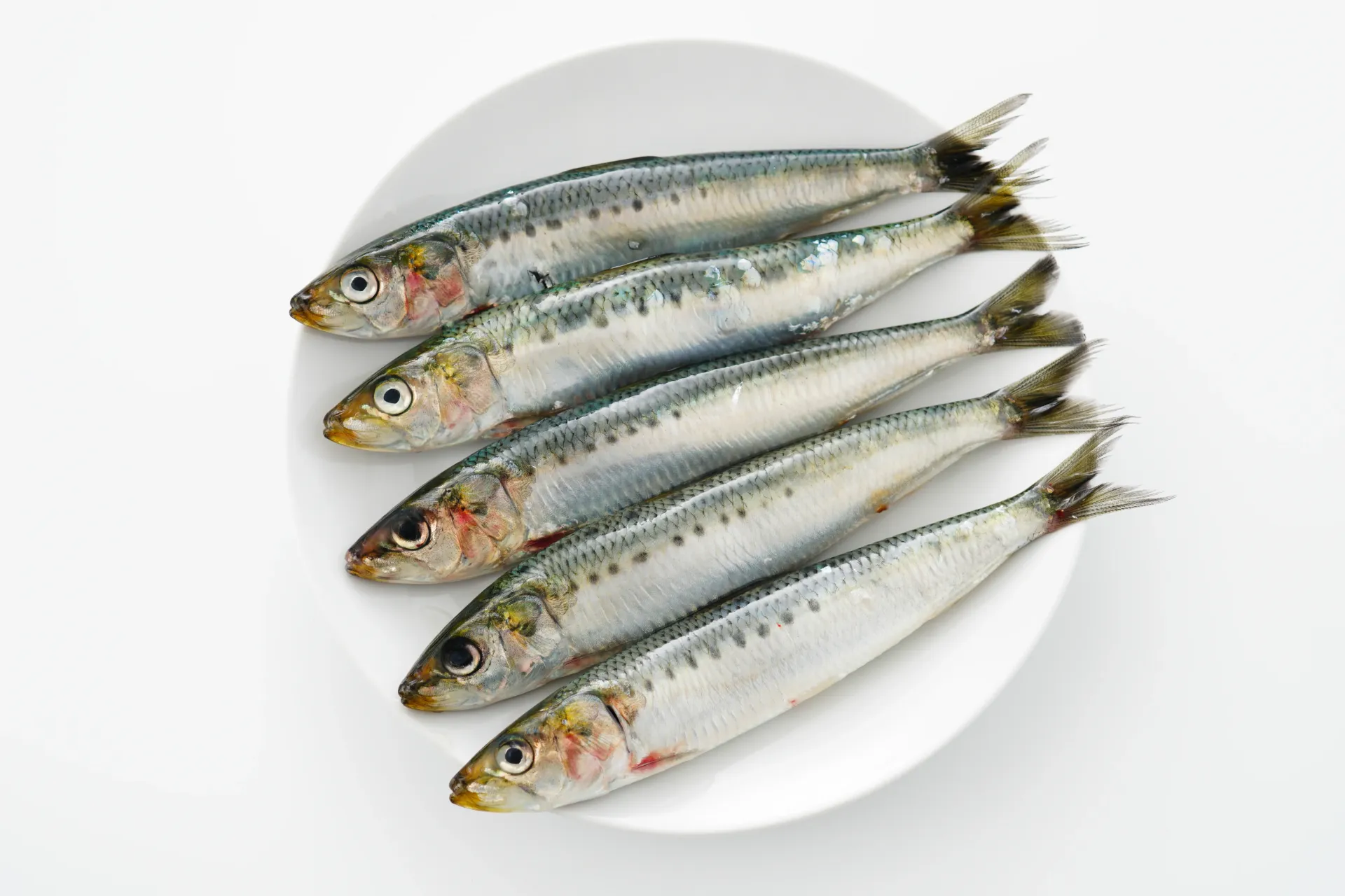 [SFW038] Sardine - (O)