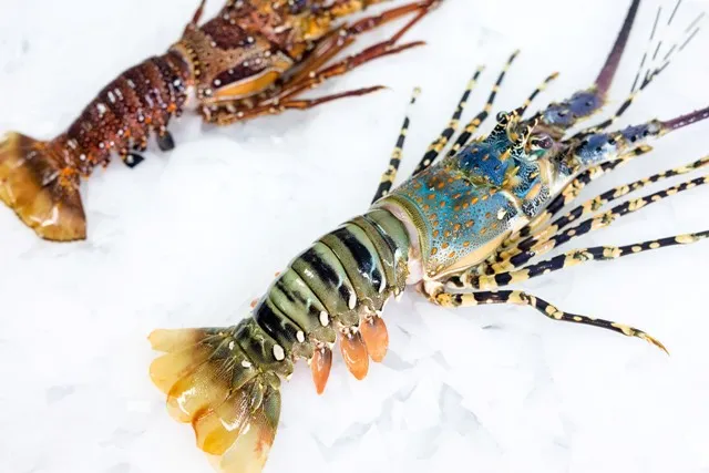 [LOB001] Lobster Whole