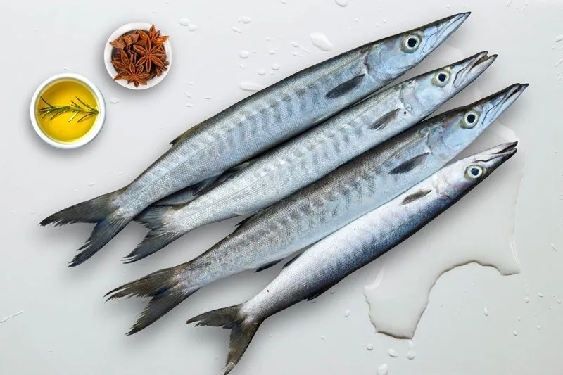 [SFW017] Barracuda (Whole)