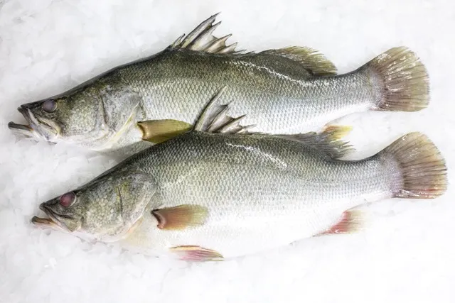 [NPW001] Nile Perch (Whole)