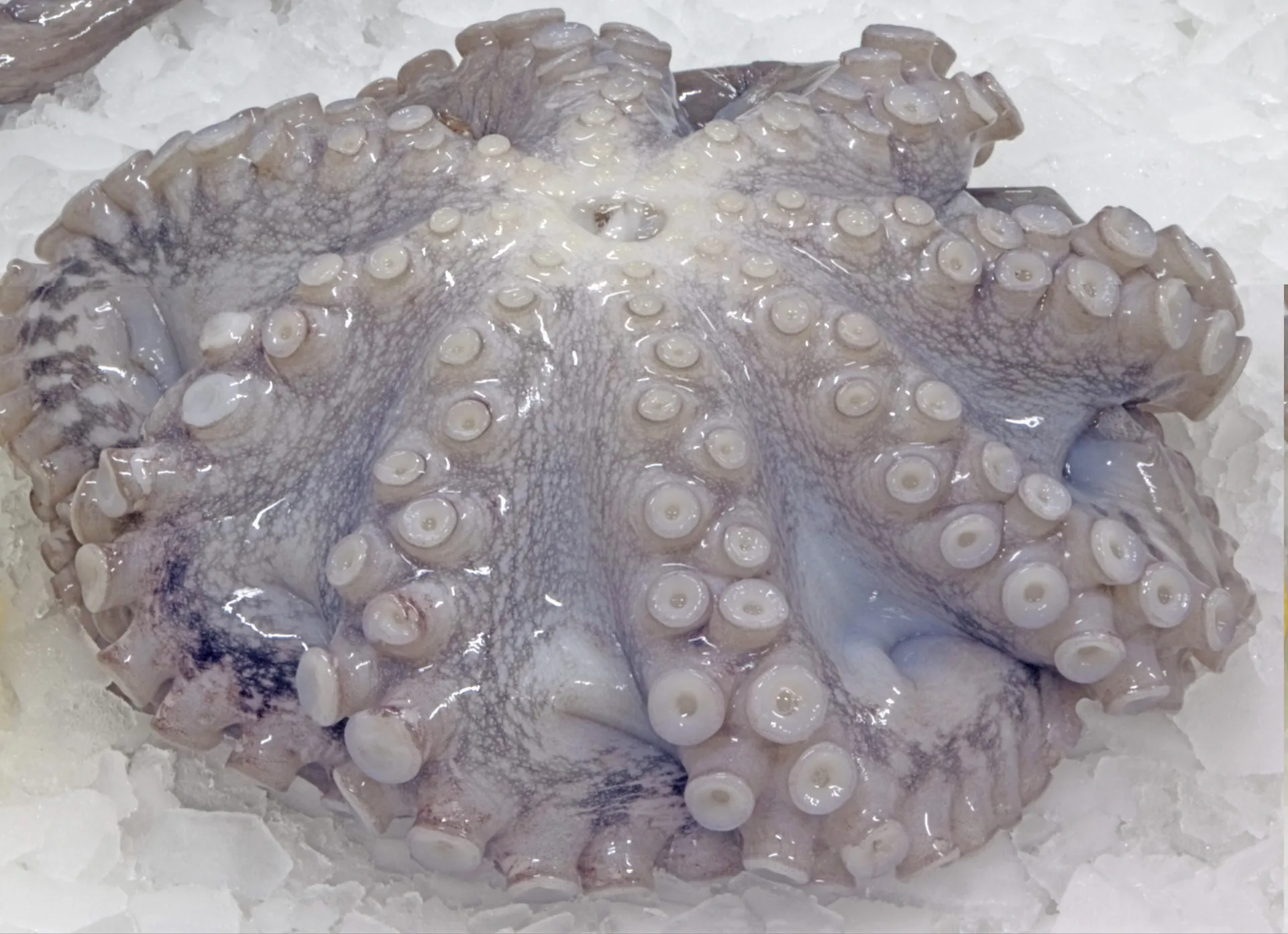 [OCT001] Octopus (T1)
